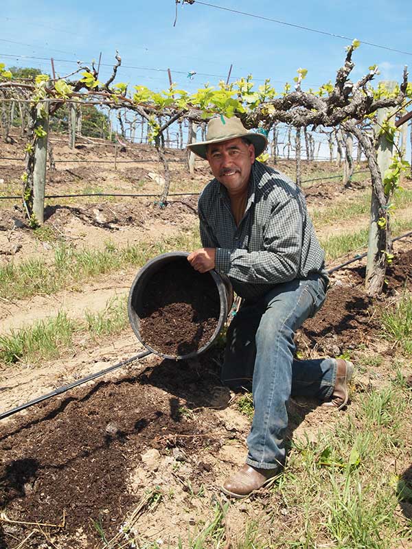 Composting soil for healthier vines.