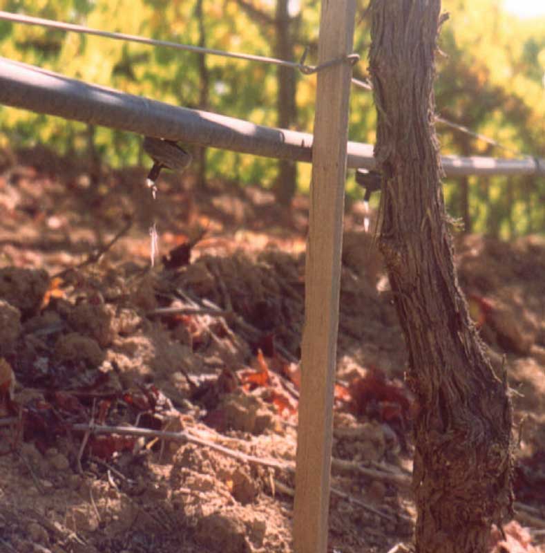 Water conservation from deficit irrigation.