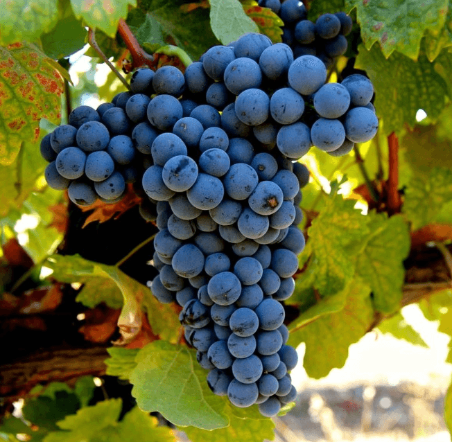 Dolcetto
