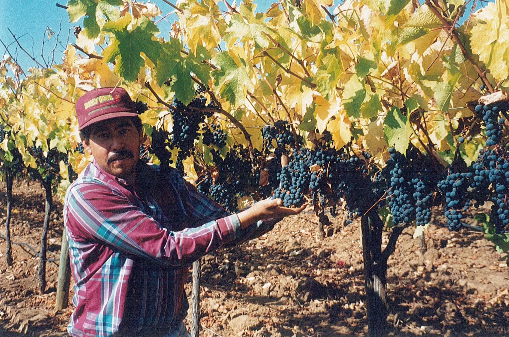 Hand harvesting of the grapes.