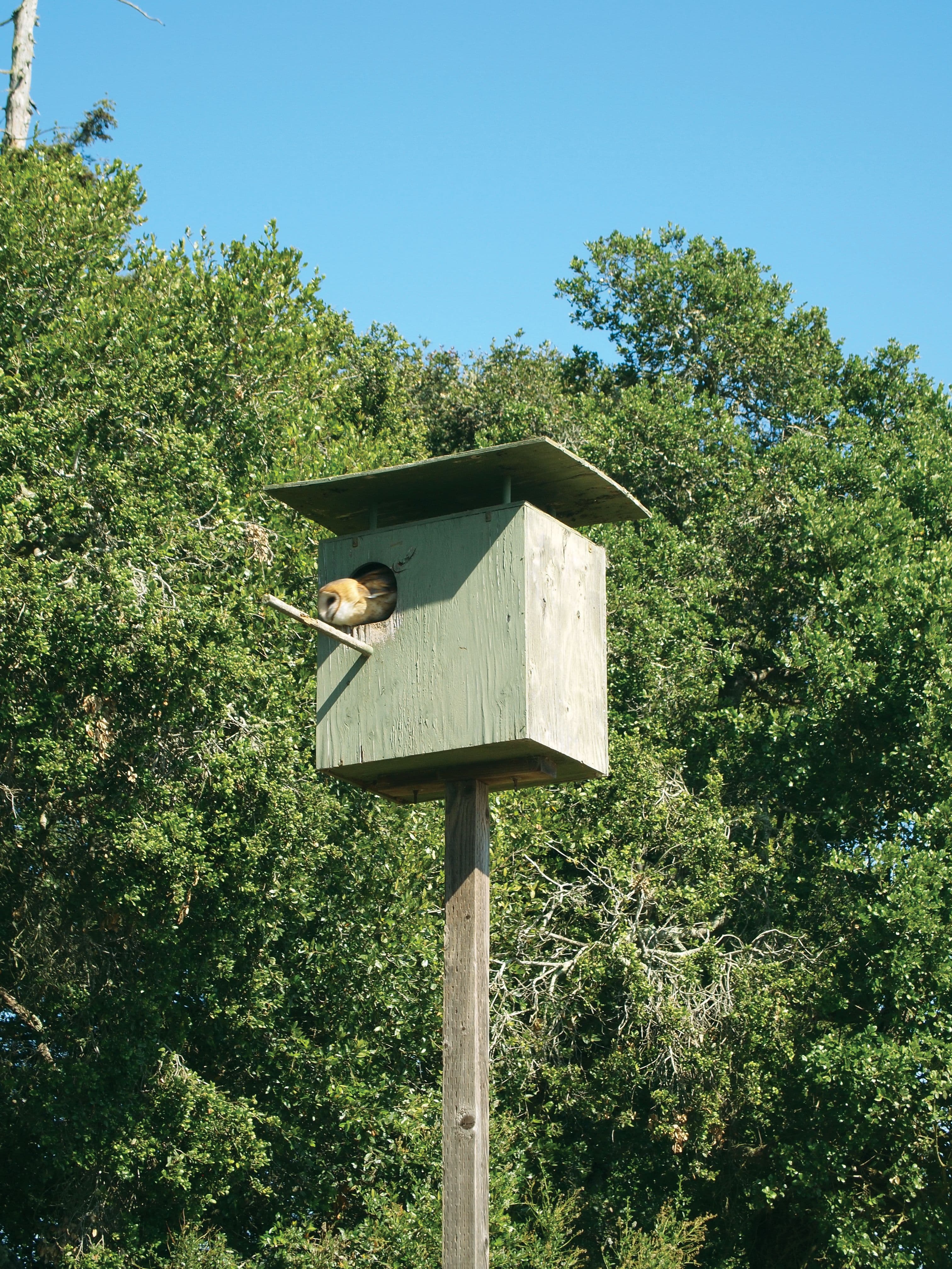 Barn owls in the vineyard keep the gopher population down.