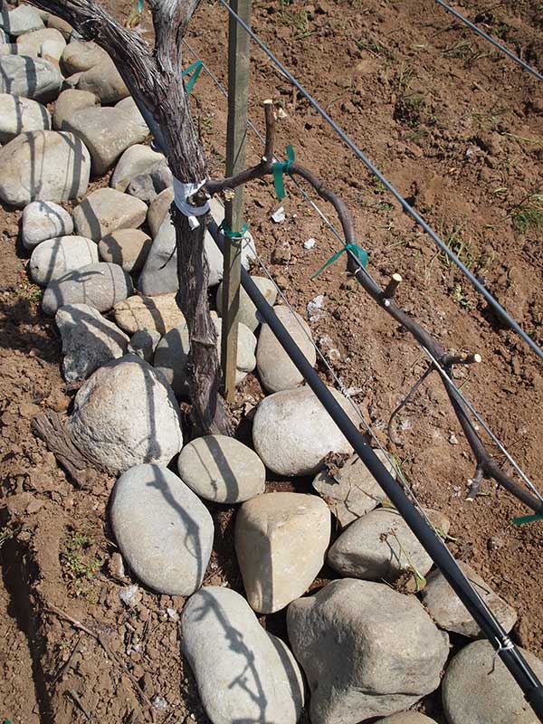 River stones help to hasten ripening.